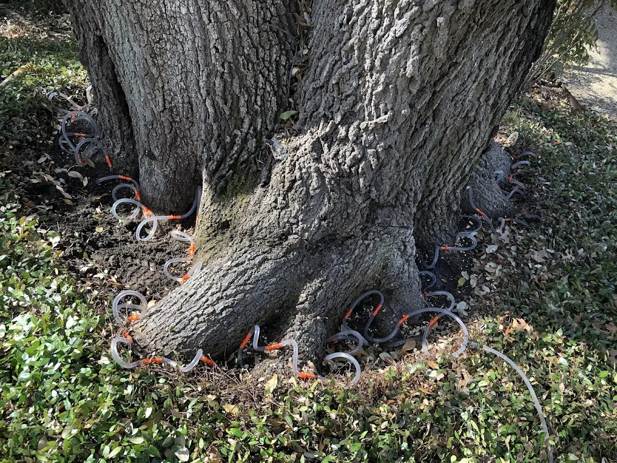 Detailed Tree Cabling and Bracing job site in Grand Prairie
