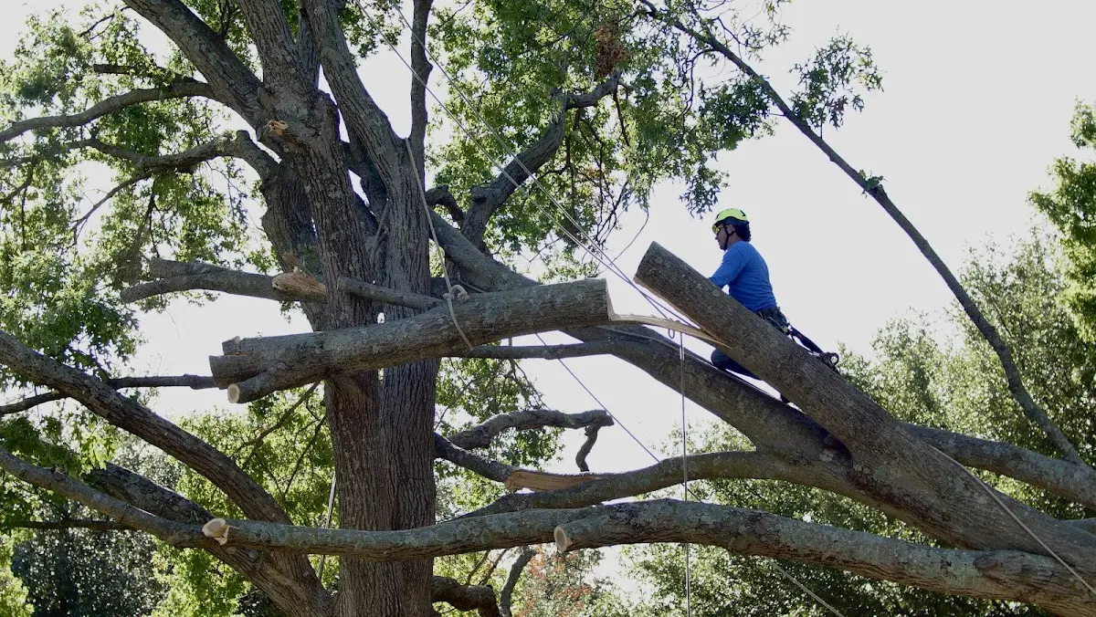 Professional Crown Thinning performed by certified arborists in Grand Prairie